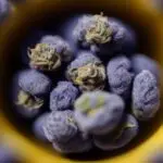 Pink Runtz Strain